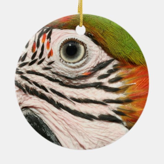 Macaw Parrot Ornament Harlequin Macaw Eye (Achterkant)