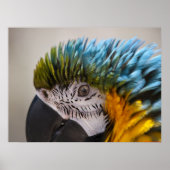 Macaw Parrot-portret - Kunstafdrukken Poster (Voorkant)