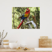 Macaw Parrot Poster (Keuken)