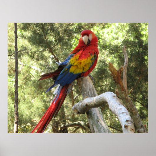 Macaw Parrot Poster (Voorkant)