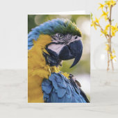 Macaw Parrot Profiel Portret Foto Kaart (Gele Bloem)