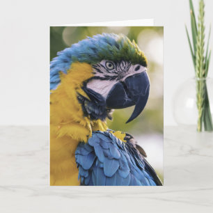 Macaw Parrot Profiel Portret Foto Kaart