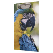 Macaw Parrot Profiel Portret Foto Klembord (Links)