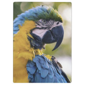 Macaw Parrot Profiel Portret Foto Klembord (Achterkant)