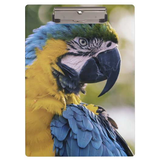 Macaw Parrot Profiel Portret Foto Klembord (Voorkant)