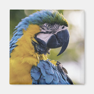Macaw Parrot Profiel Portret Foto Magneet
