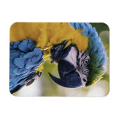 Macaw Parrot Profiel Portret Foto Magneet (Horizontaal)