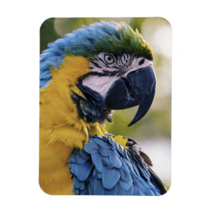 Macaw Parrot Profiel Portret Foto Magneet