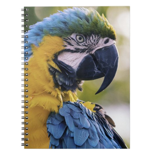 Macaw Parrot Profiel Portret Foto Notitieboek (Voorkant)