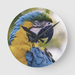 Macaw Parrot Profiel Portret Foto Ronde Klok