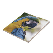 Macaw Parrot Profiel Portret Foto Tegeltje (Zijkant)