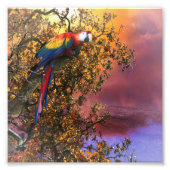 MACAW PARROT RAIN FOREST OUTPOST FOTO AFDRUK (Voorkant)