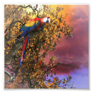 MACAW PARROT RAIN FOREST OUTPOST FOTO AFDRUK
