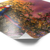 MACAW PARROT RAIN FOREST OUTPOST FOTO AFDRUK (Hoek)