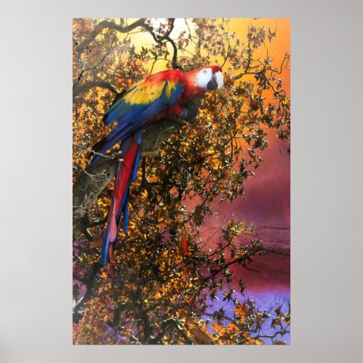 MACAW PARROT RAIN FOREST OUTPOST POSTER (Voorkant)