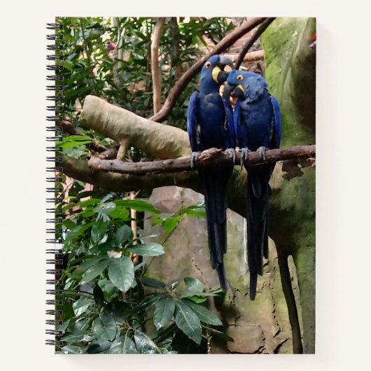 Macaw Parrot Spiral Notitieboek (Voorkant)
