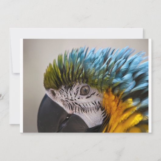 Macaw Parrot - Uitnodiging (Voorkant)