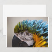 Macaw Parrot - Uitnodiging (Voorkant / Achterkant)