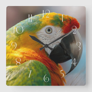 Macaw Parrot Vierkante Klok