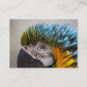 Macaw Parrot - Visitekaartje