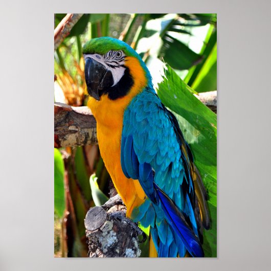 Macaw Parrot Yellow and Blue Bird Poster (Voorkant)