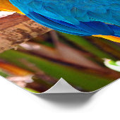 Macaw Parrot Yellow and Blue Bird Poster (Hoek)