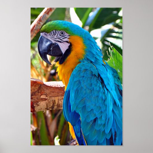 Macaw Parrot Yellow and Blue Bird Poster (Voorkant)