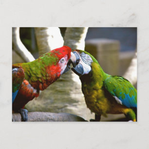Macaw Parrots 2013 Calendar Briefkaart