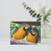 Macaw Parrots Briefkaart (Staand voorkant)
