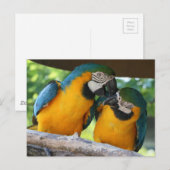 Macaw Parrots Briefkaart (Voorkant / Achterkant)