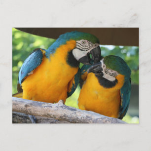 Macaw Parrots Briefkaart