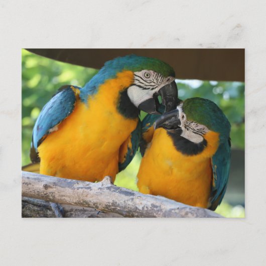 Macaw Parrots Briefkaart (Voorkant)
