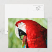 Macaw Portrait Briefkaart (Voorkant / Achterkant)