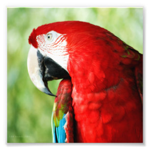 Macaw Portrait Foto Afdruk