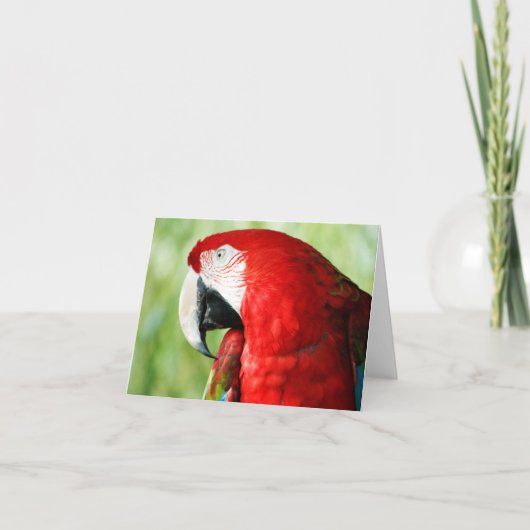 Macaw Portrait Kaart (Voorkant)