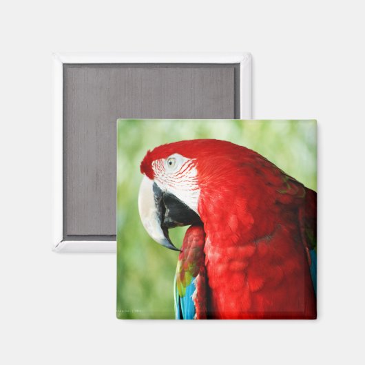 Macaw Portrait Magneet (Voorkant / Achterkant)