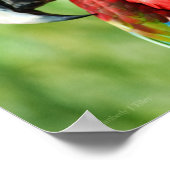 Macaw Portrait Poster (Hoek)