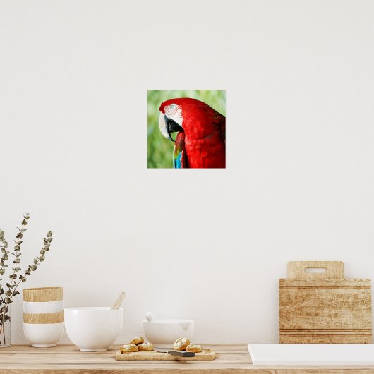Macaw Portrait Poster (Keuken)