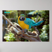 Macaw Poster (Voorkant)