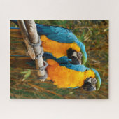 Macaw Puzzle Legpuzzel (Horizontaal)