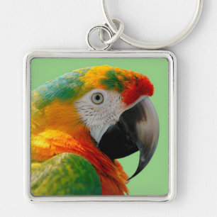 Macaw Sleutelhanger