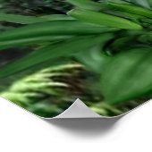 Macaw Tropische parrots Poster (Hoek)