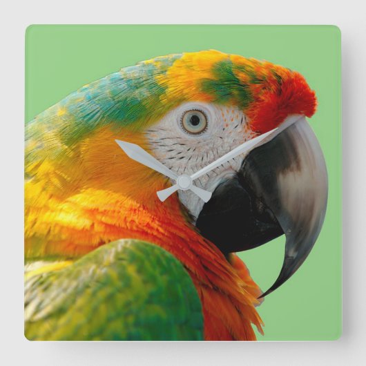 Macaw Vierkante Klok (Voorkant)
