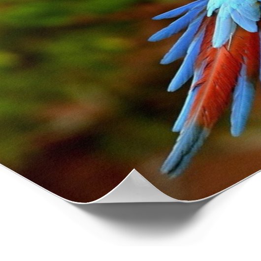 Macaw-vingerafdruk Poster (Hoek)