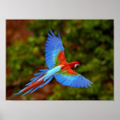 Macaw-vingerafdruk Poster (Voorkant)