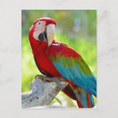 Macaw zittend op vertakking briefkaart (Voorkant)