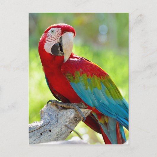 Macaw zittend op vertakking briefkaart (Voorkant)