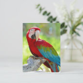 Macaw zittend op vertakking briefkaart (Staand voorkant)