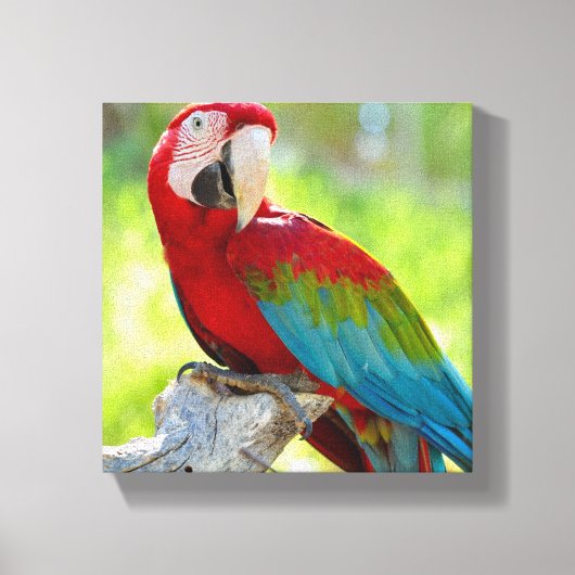 Macaw zittend op vertakking canvas afdruk (Voorkant)