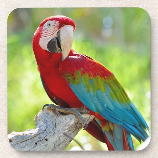 Macaw zittend op vertakking drankjes onderzetter (Voorkant)